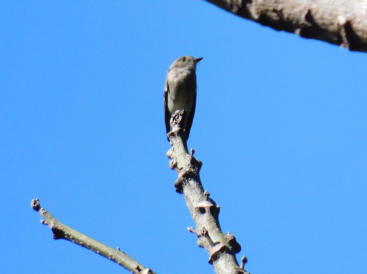 Western Wood-Pewee - Luis Manuel Gómez