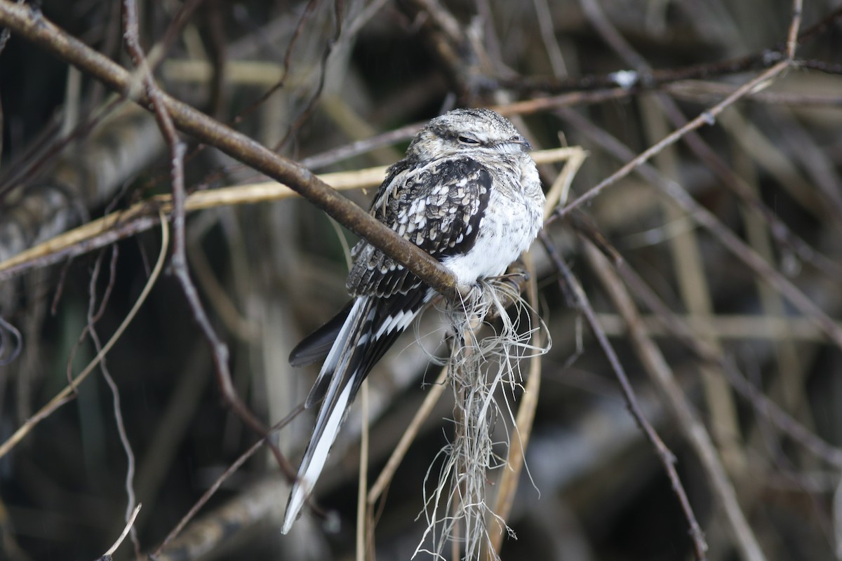 Ladder-tailed Nightjar - ML625412407