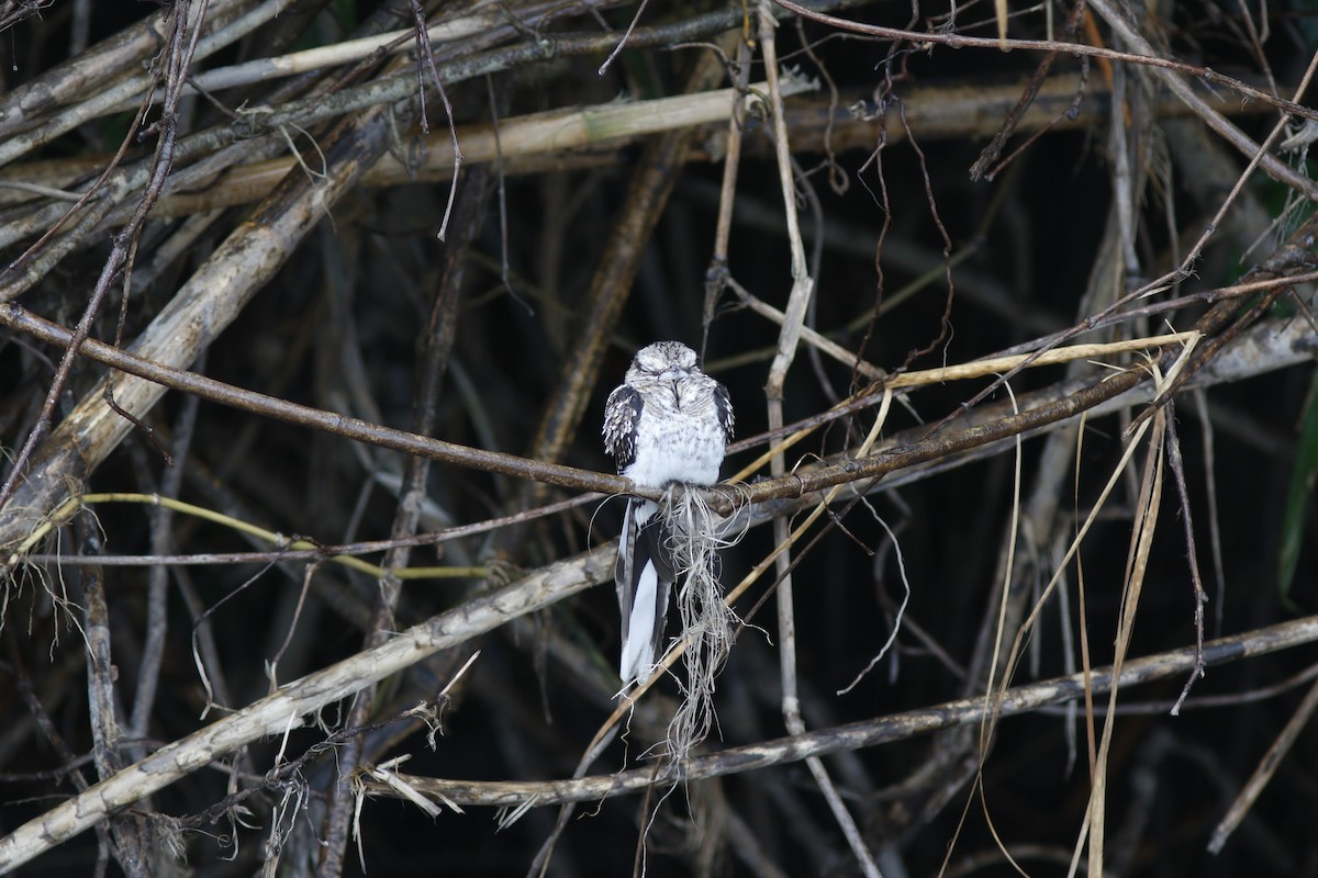 Ladder-tailed Nightjar - ML625412408