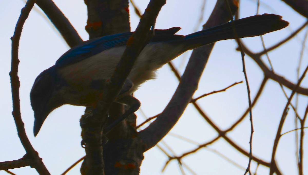 California Scrub-Jay - ML625412430