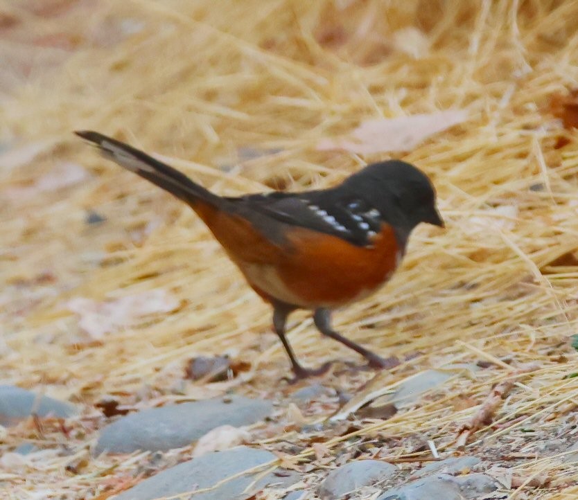 Spotted Towhee - ML625412441