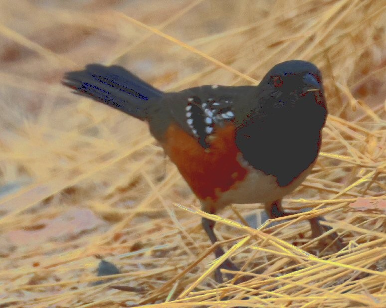 Spotted Towhee - ML625412443