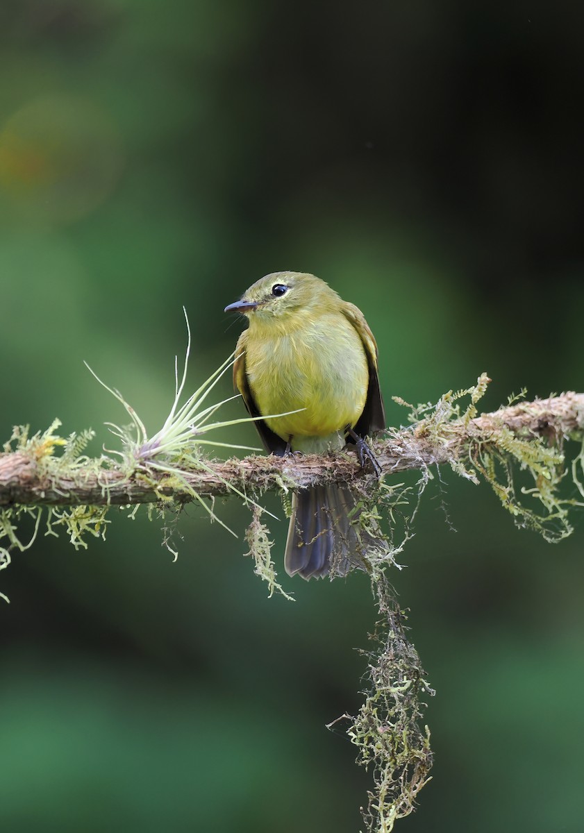 Flavescent Flycatcher - ML625412467