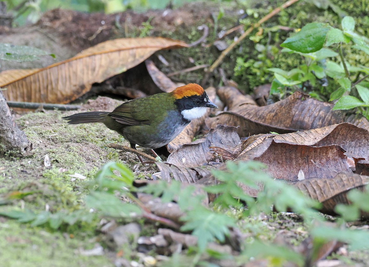 Chestnut-capped Brushfinch (Chestnut-capped) - ML625412476