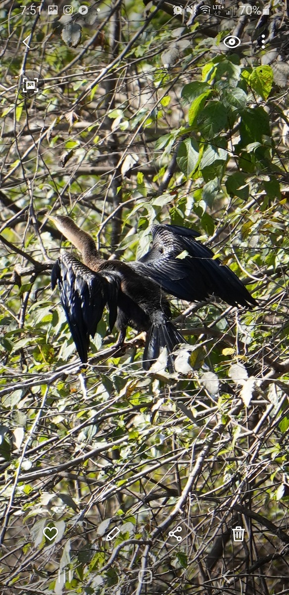 Anhinga - ML625412523