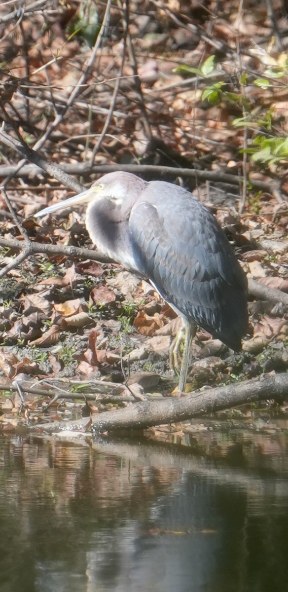 Tricolored Heron - ML625412529