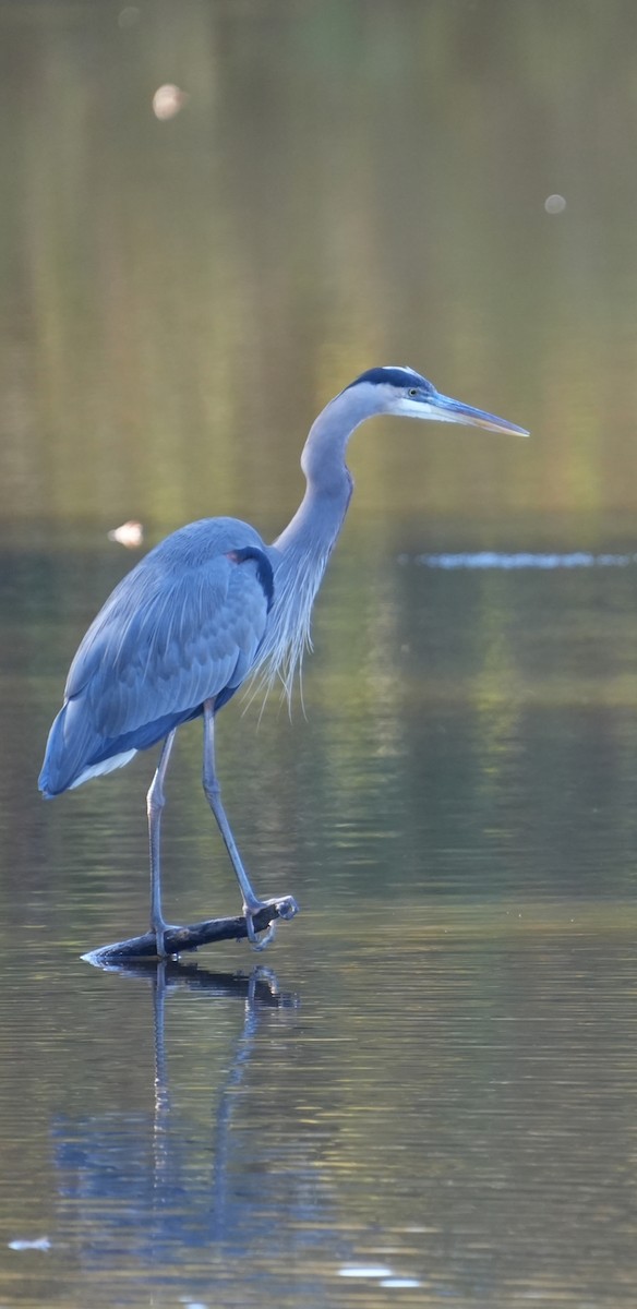 Great Blue Heron - ML625412535