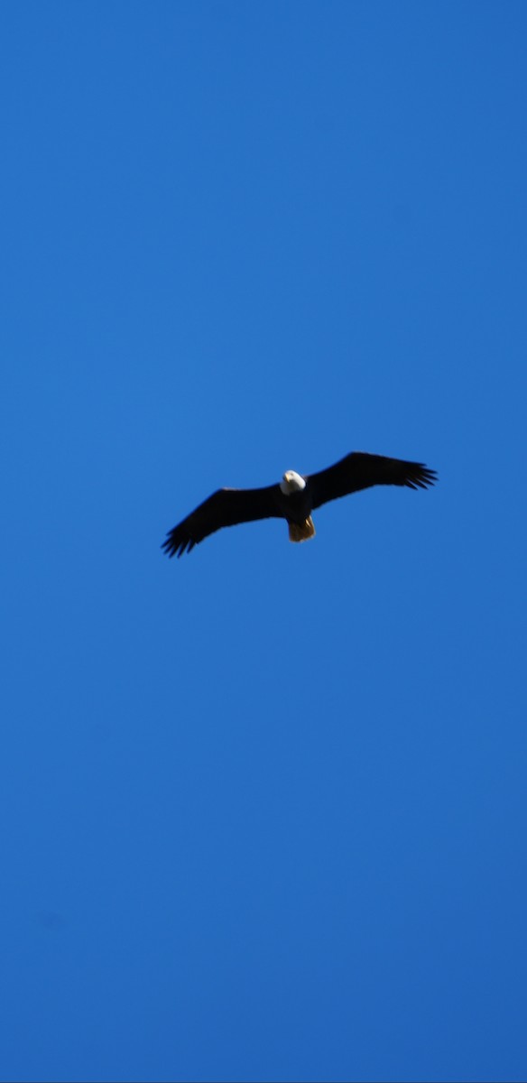 Bald Eagle - ML625412540