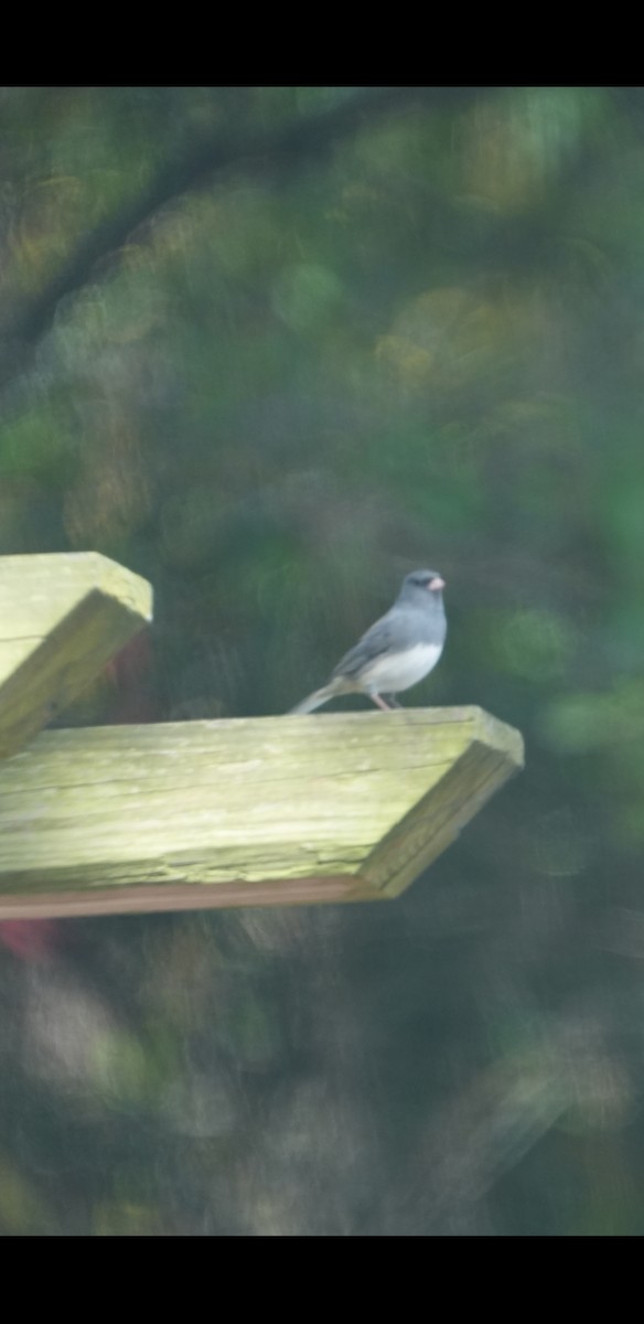 Dark-eyed Junco - ML625412553