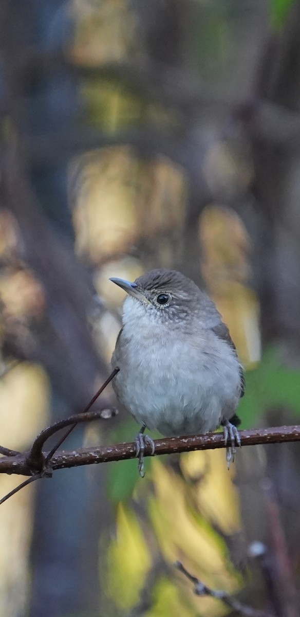 Northern House Wren - ML625412600