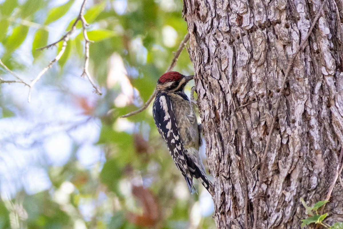 Yellow-bellied Sapsucker - ML625412626