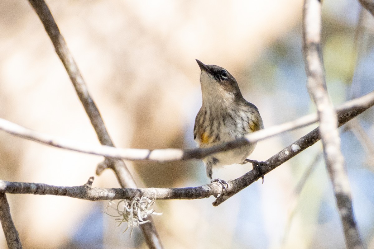 Yellow-rumped Warbler (Myrtle) - ML625412641