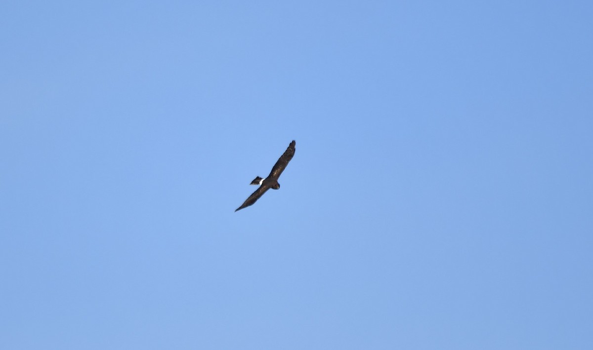 Northern Harrier - ML625412680