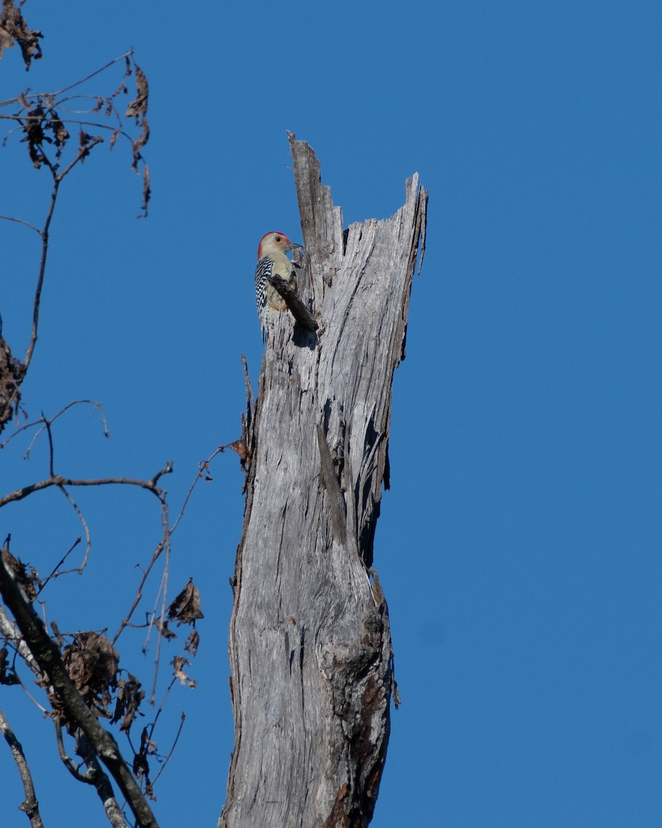 Red-bellied Woodpecker - ML625412683