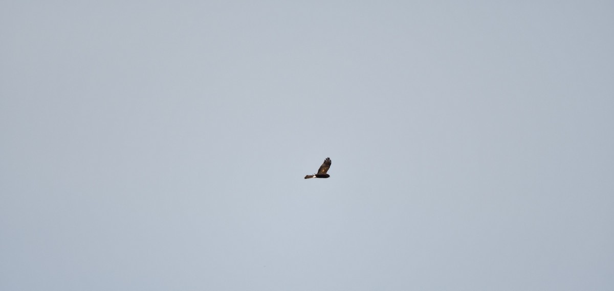 Northern Harrier - ML625412700