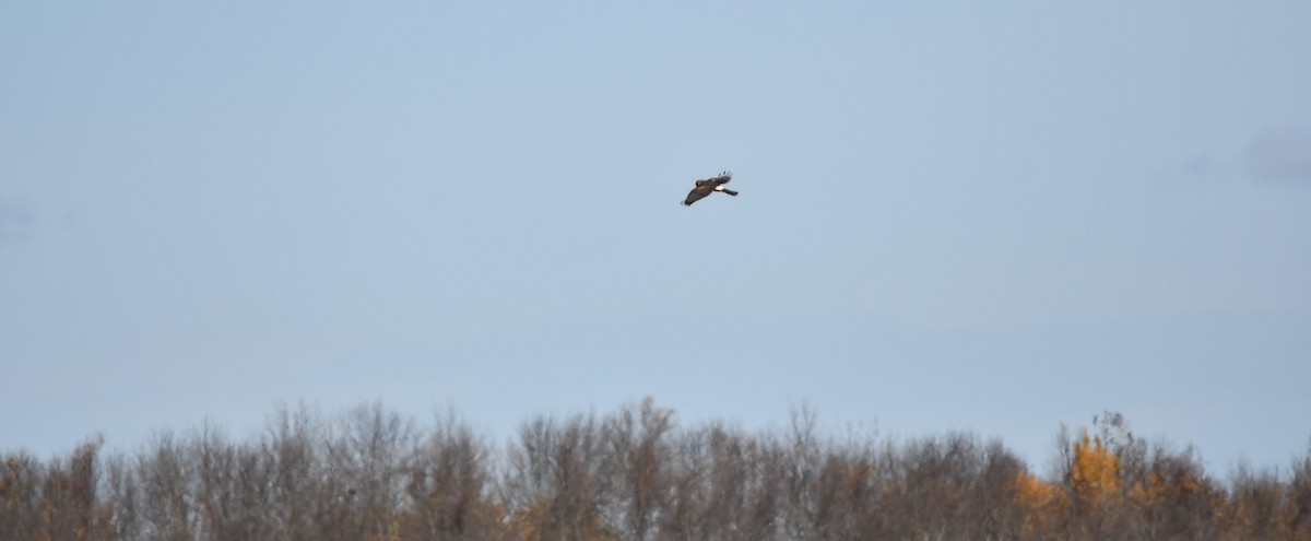 Aguilucho de Hudson - ML625412711