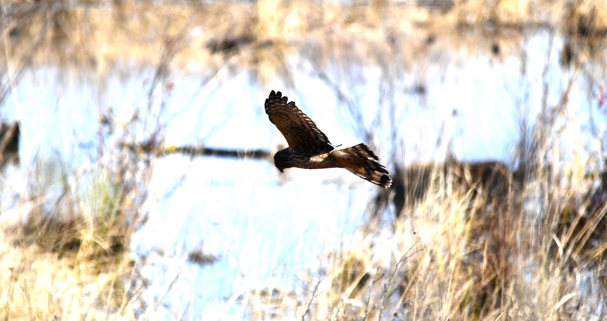 Northern Harrier - ML625412728