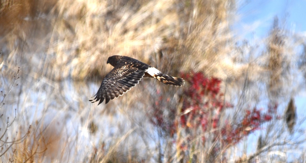 Northern Harrier - Monique Maynard