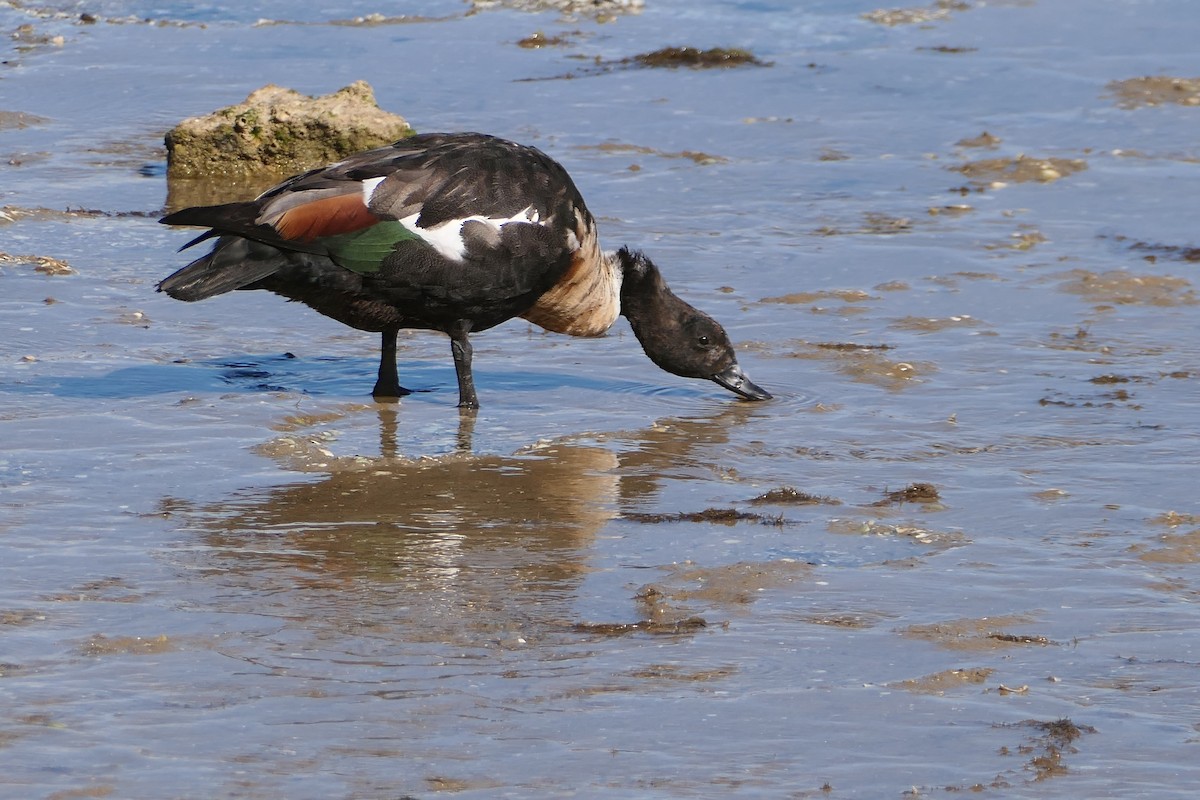 Australian Shelduck - ML625412734