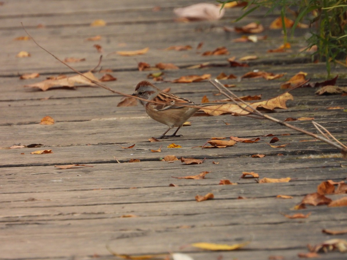 American Tree Sparrow - ML625412736