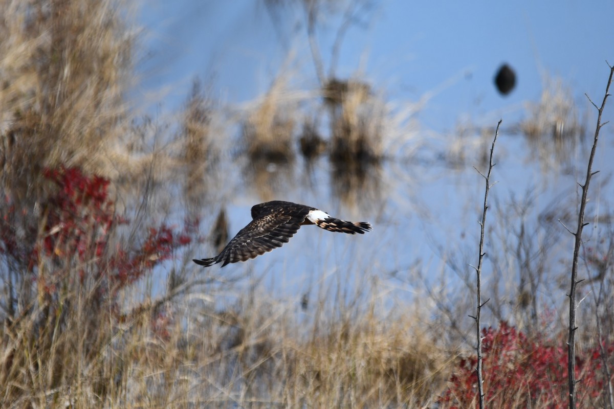 Northern Harrier - ML625412747