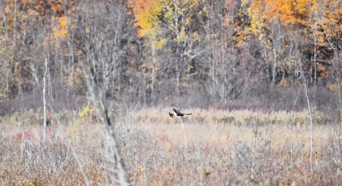 Northern Harrier - ML625412757