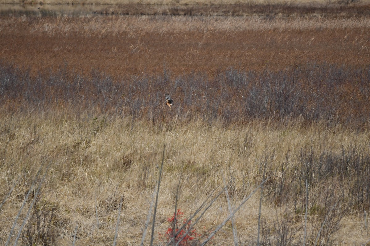 Northern Harrier - ML625412769