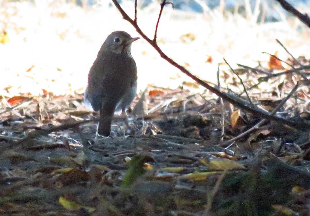 Hermit Thrush - ML625412774