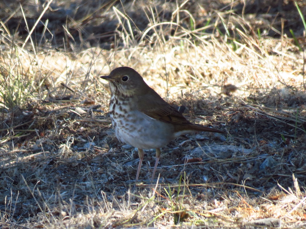 Hermit Thrush - ML625412778