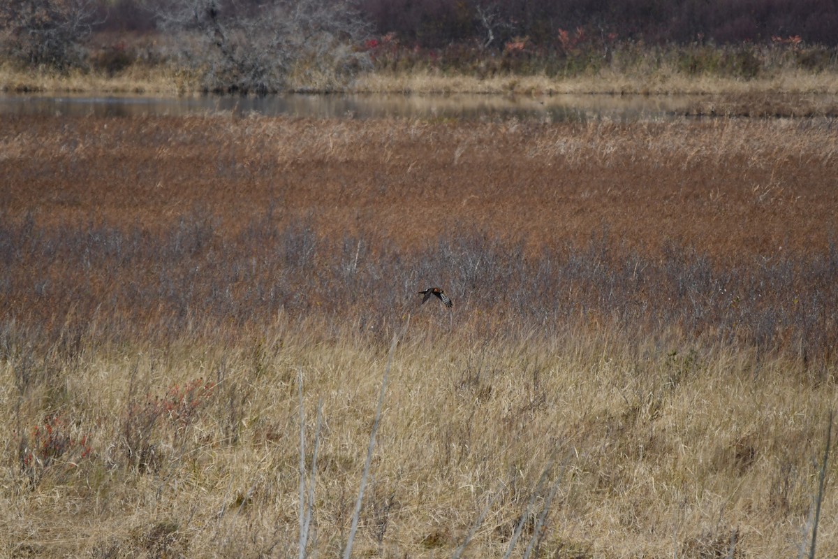 Northern Harrier - ML625412782