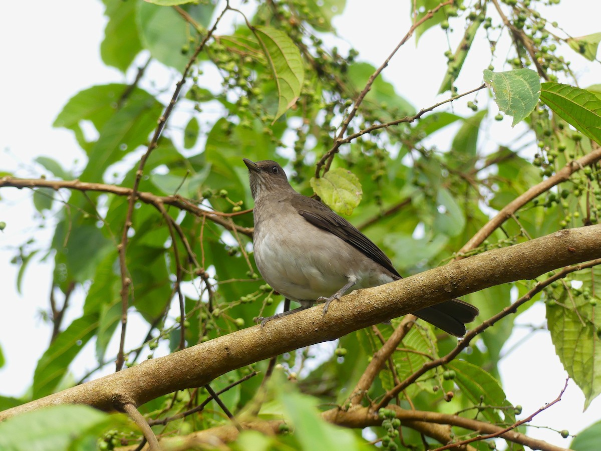 Black-billed Thrush - ML625412812