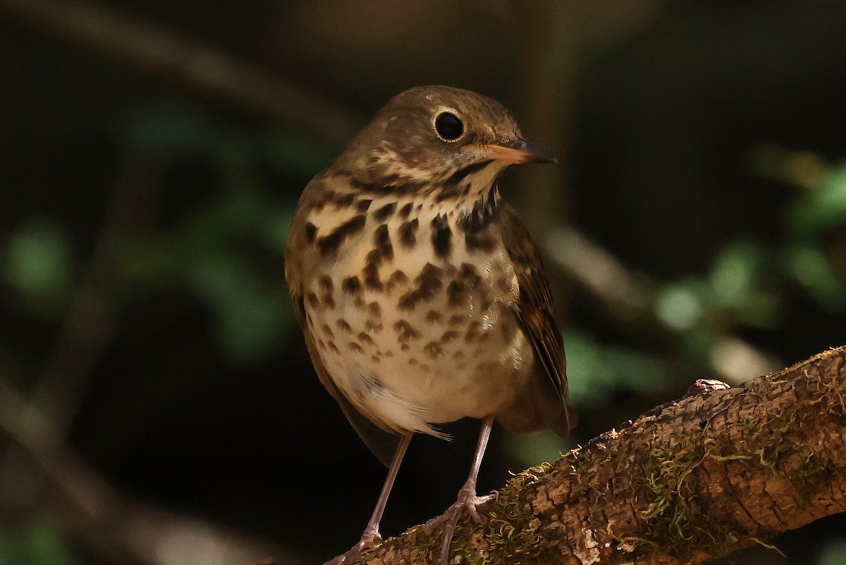 Hermit Thrush - ML625412817