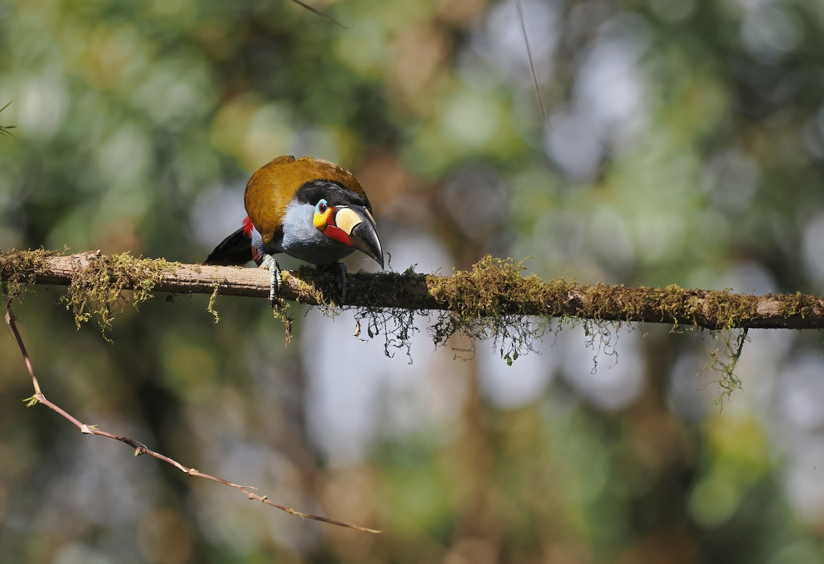 Plate-billed Mountain-Toucan - ML625412825