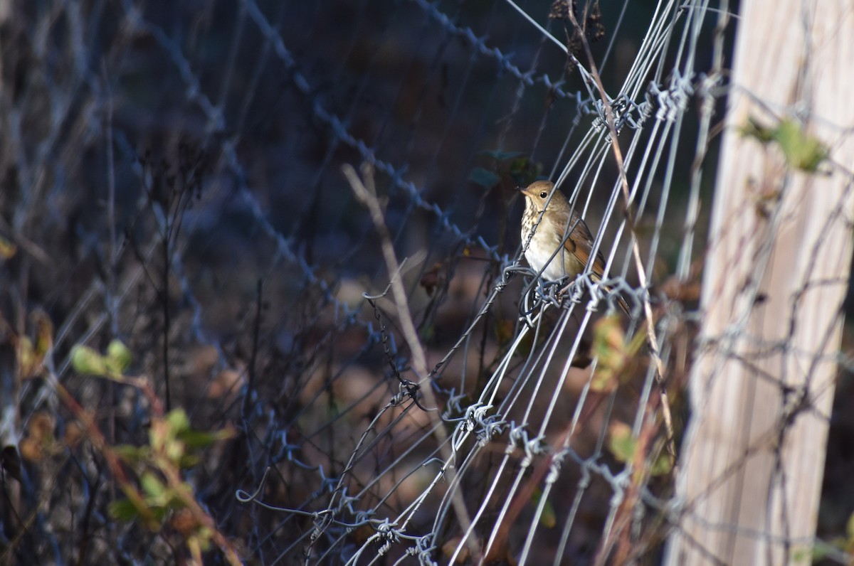 Hermit Thrush - ML625412847