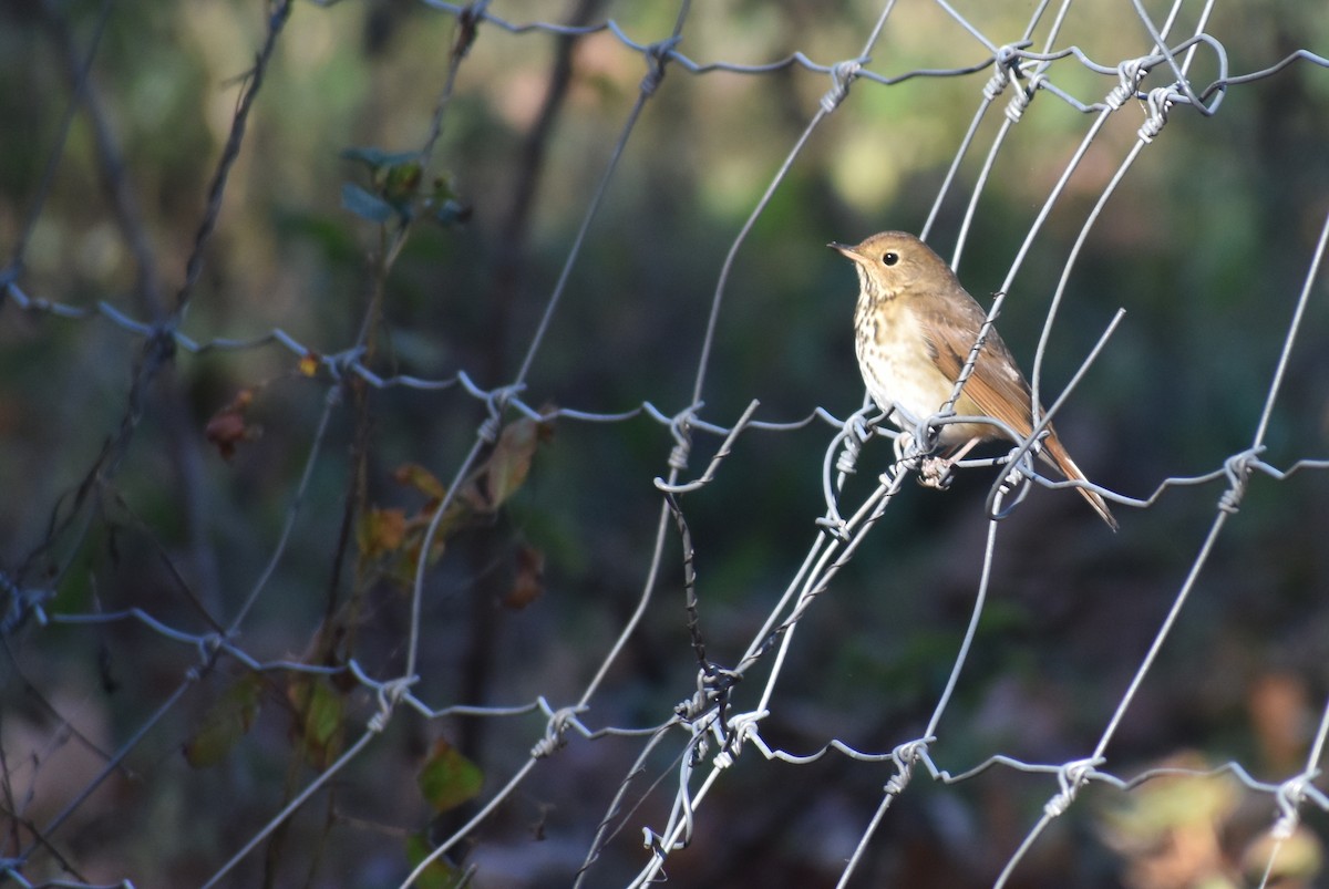 Hermit Thrush - ML625412856