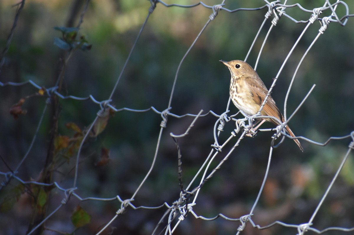 Hermit Thrush - ML625412859