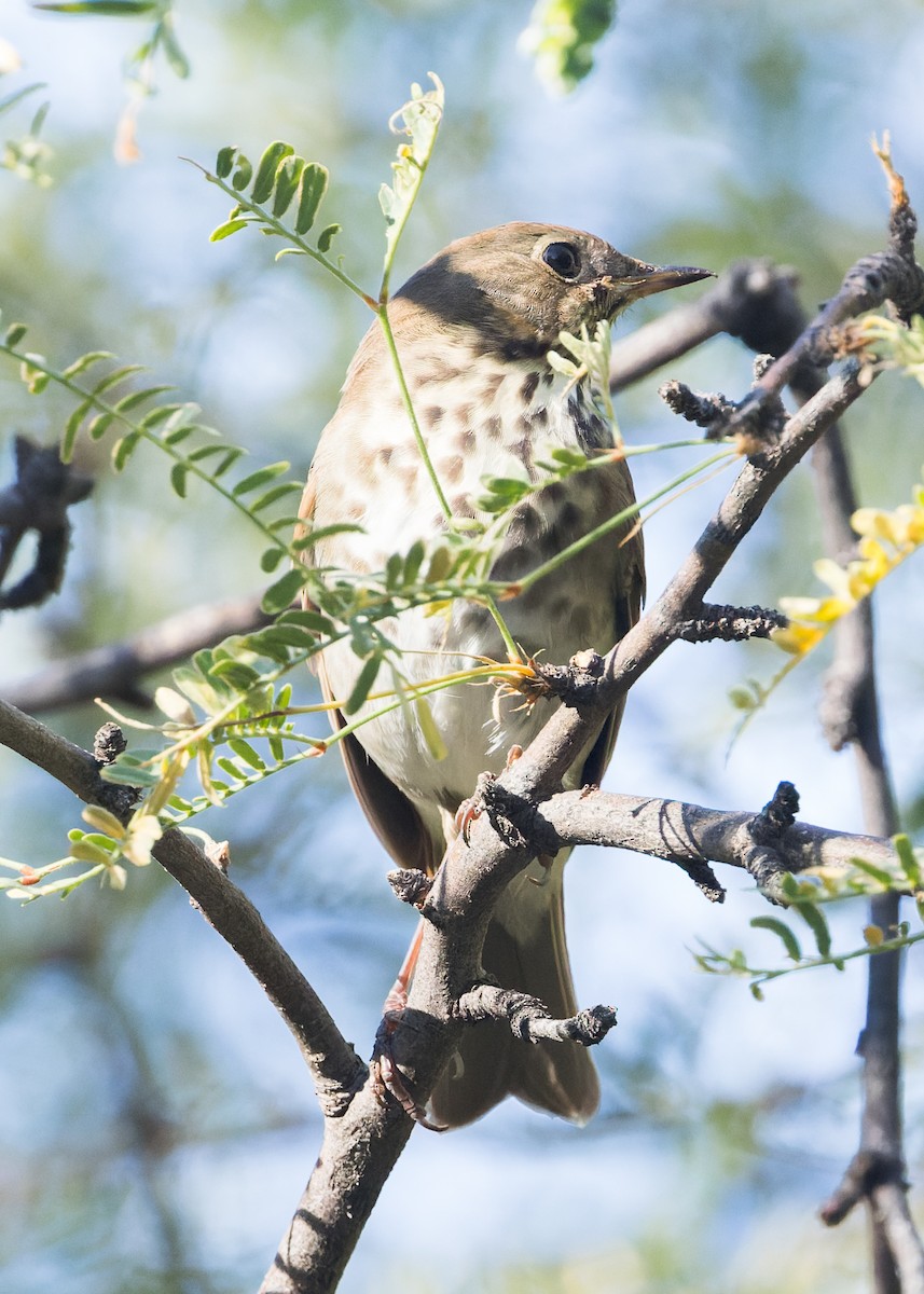 Hermit Thrush - ML625412865