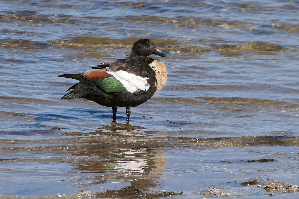 Australian Shelduck - ML625412911