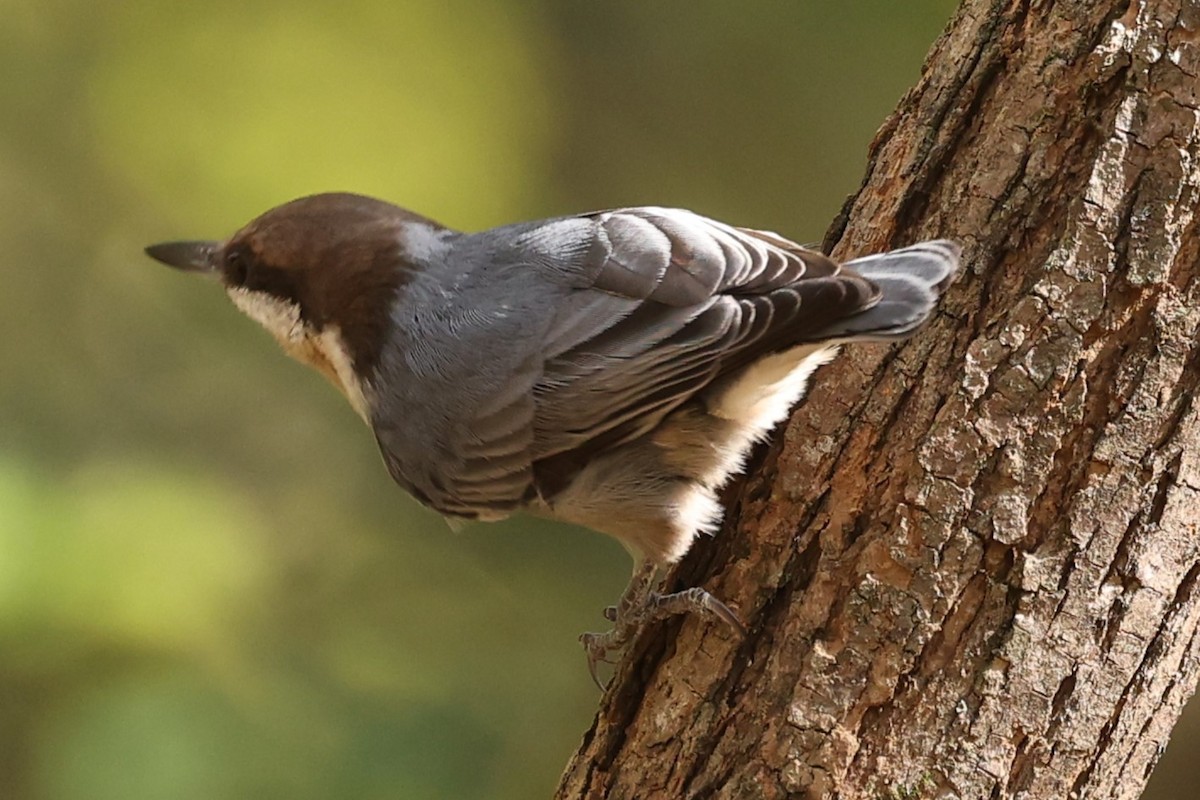 Brown-headed Nuthatch - ML625412919