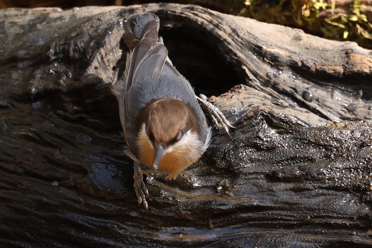 Brown-headed Nuthatch - ML625412920