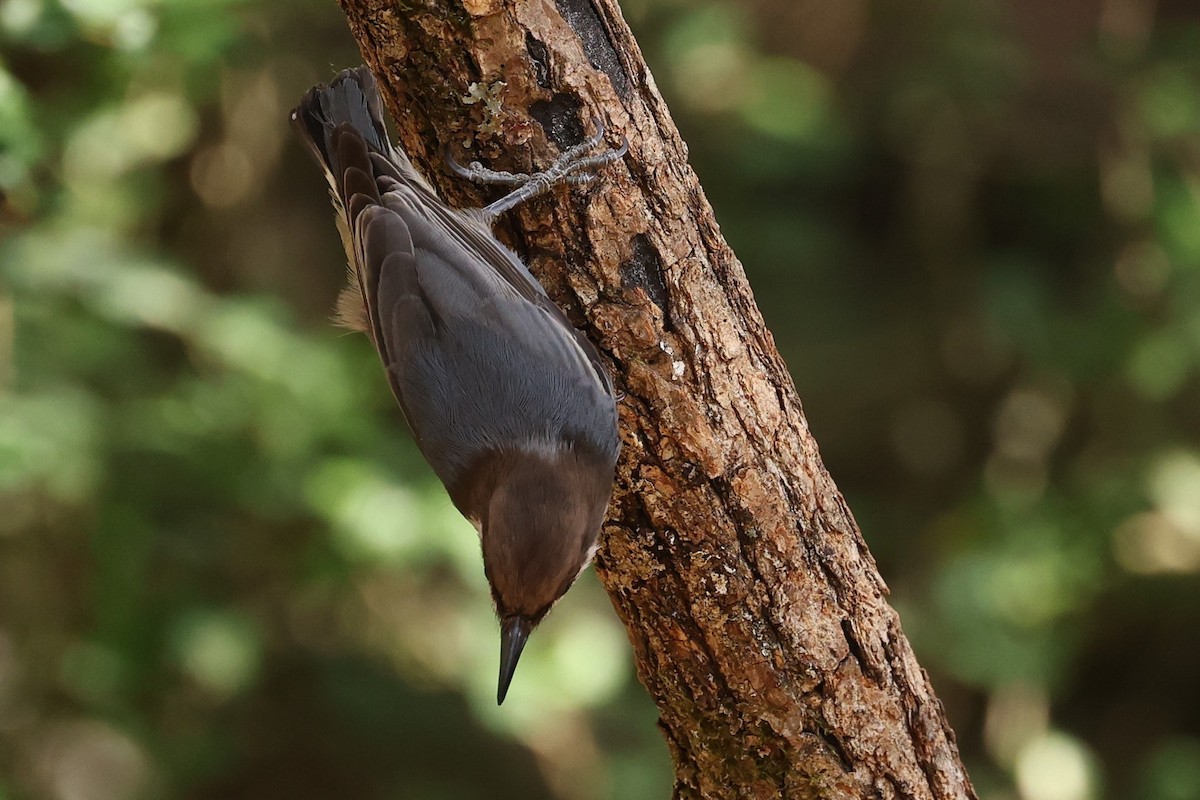 Brown-headed Nuthatch - ML625412921