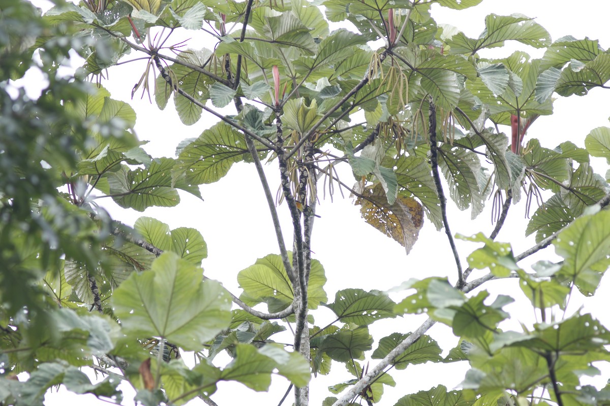 Gilded Barbet - ML625412944