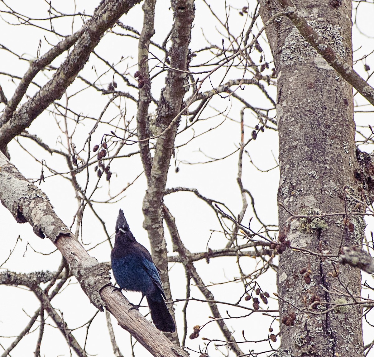 Steller's Jay - ML625412993