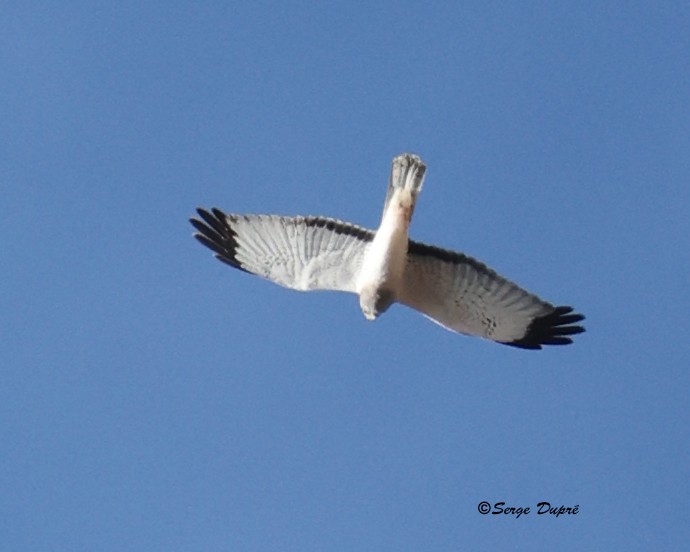 Northern Harrier - ML625413022