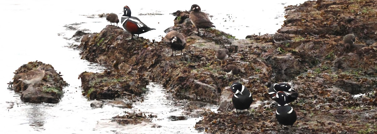 Harlequin Duck - ML625413032