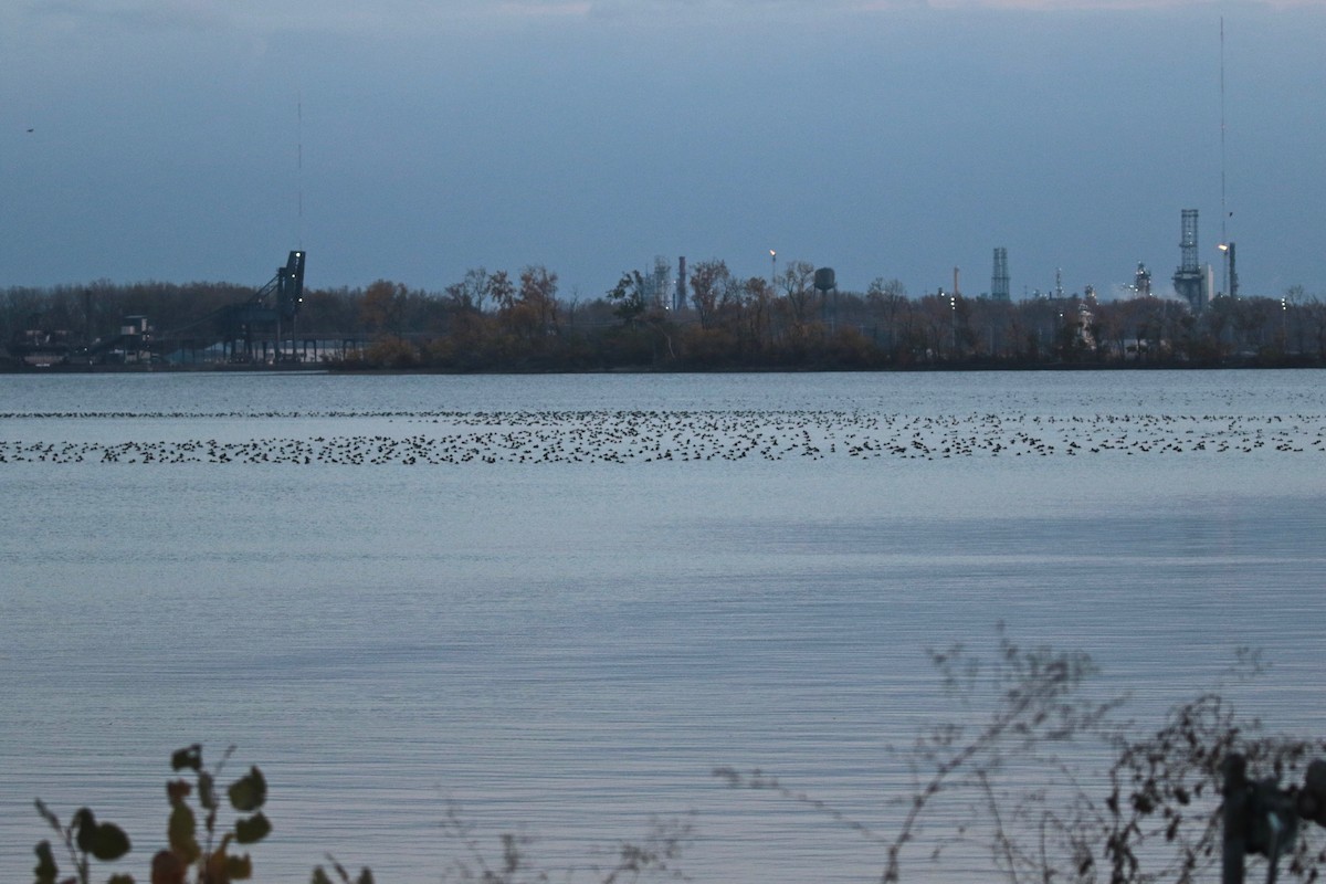 Lesser Scaup - ML625413034