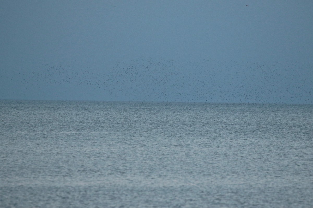 Greater/Lesser Scaup - ML625413054