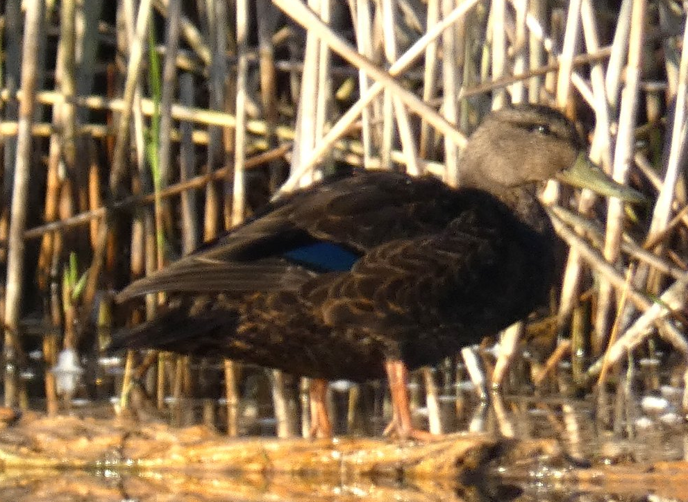 American Black Duck - ML625413055