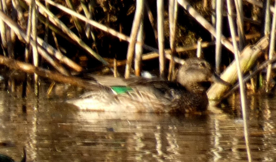 Green-winged Teal - ML625413061