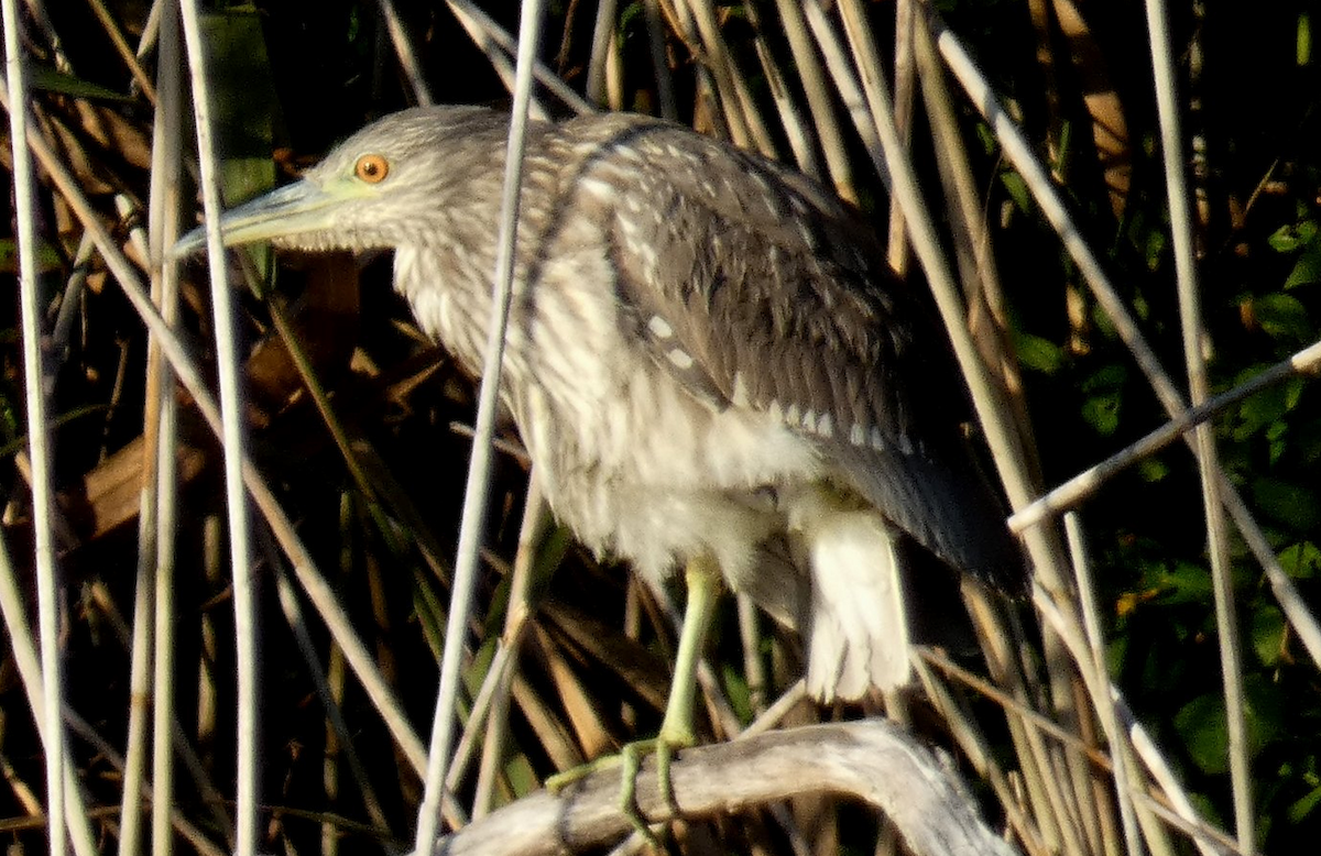 Black-crowned Night Heron - ML625413068